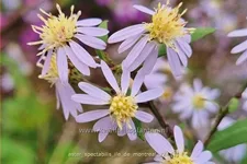 Aster spectabilis 'Ile de Montreal'