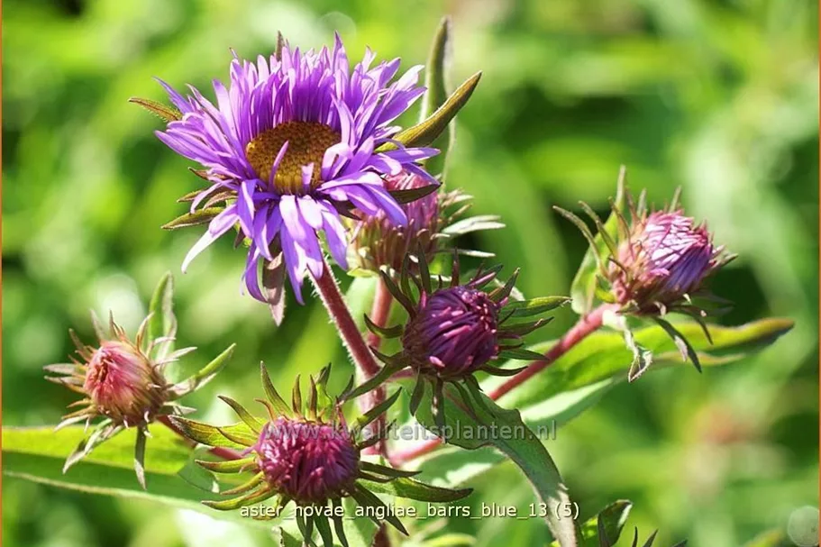 Aster novae-angliae 'Barr´s Blue'
