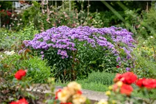 Aster novae-angliae 'Barr´s Blue'
