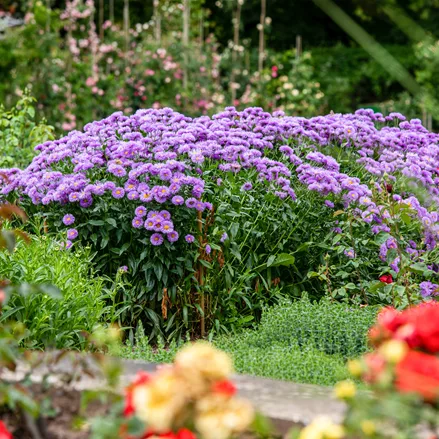 Aster novae-angliae 'Barr´s Blue'