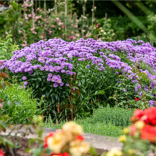 Aster novae-angliae 'Barr´s Blue'