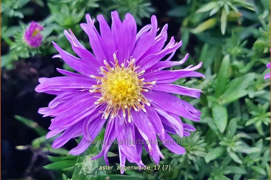 Aster dumosus 'Augenweide'