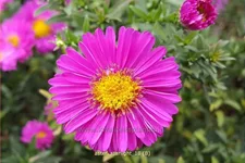 Aster dumosus 'Starlight'