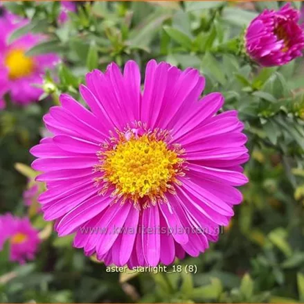 Aster dumosus 'Starlight'