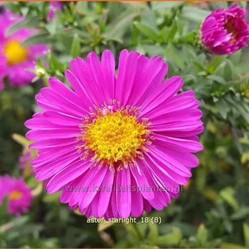 Aster dumosus 'Starlight'