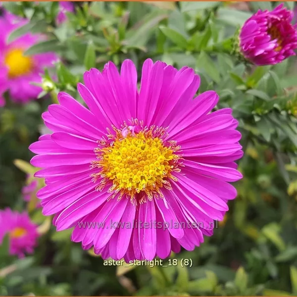 Aster dumosus 'Starlight'