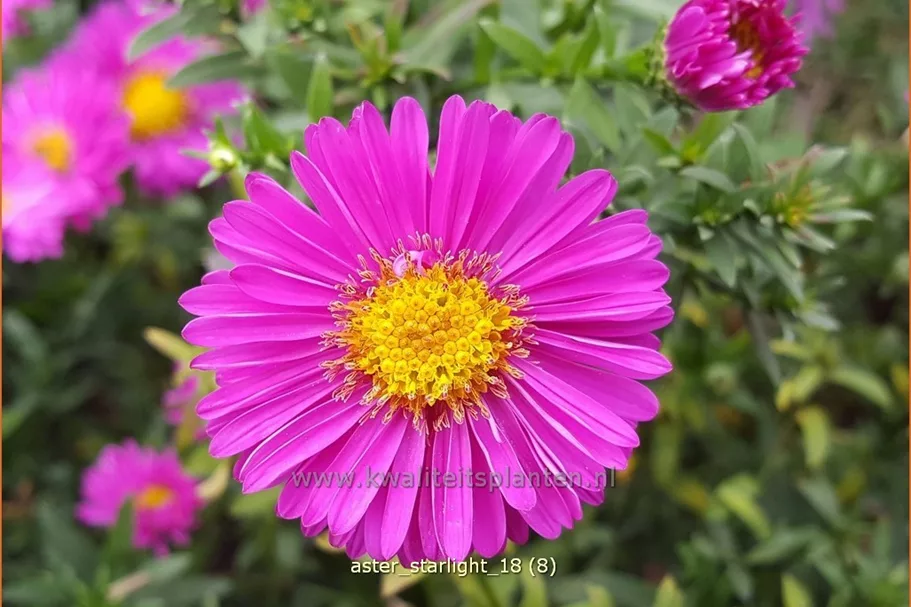 Aster dumosus 'Starlight'