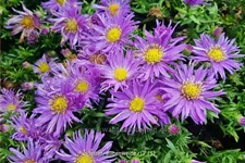 Aster dumosus 'Augenweide'