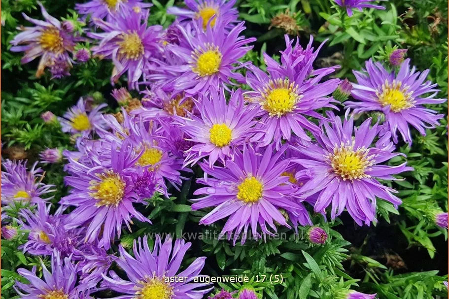 Aster dumosus 'Augenweide'