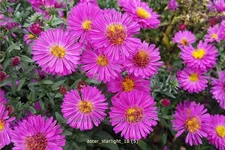 Aster dumosus 'Starlight'