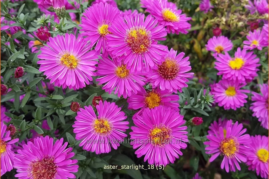 Aster dumosus 'Starlight'