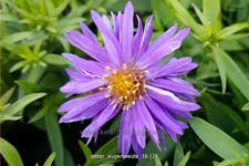 Aster dumosus 'Augenweide'
