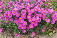 Aster dumosus 'Starlight'