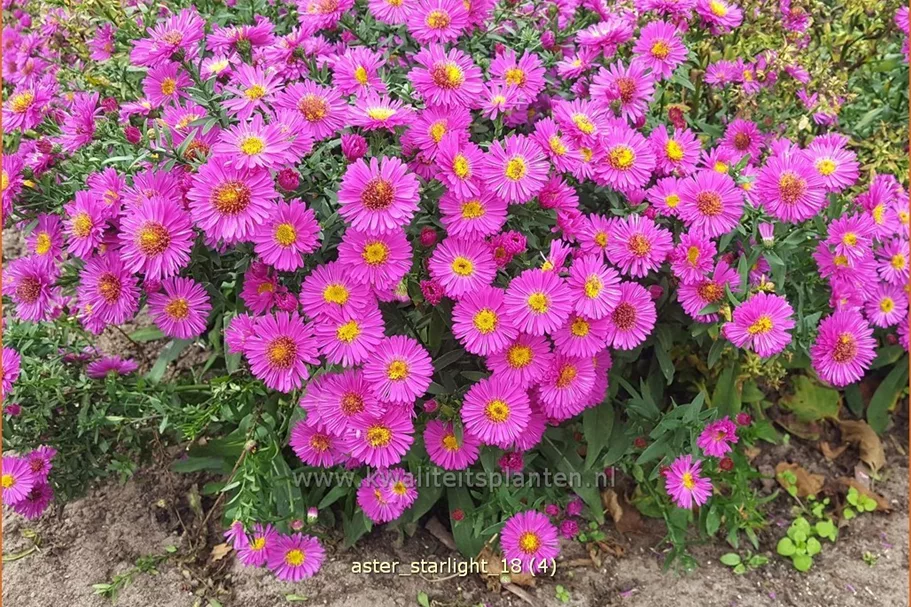 Aster dumosus 'Starlight'