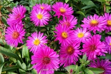 Aster dumosus 'Starlight'