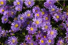 Aster dumosus 'Augenweide'