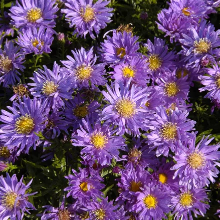 Aster dumosus 'Augenweide'