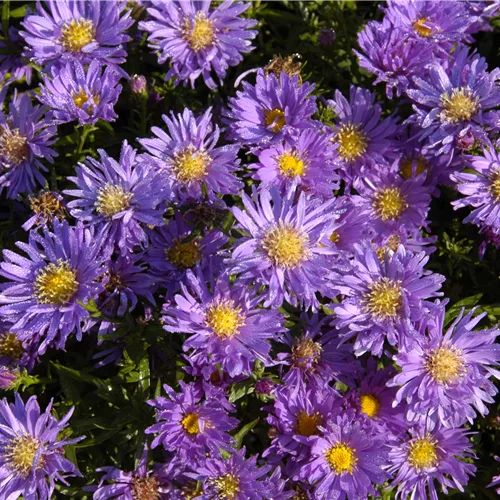 Aster dumosus 'Augenweide'