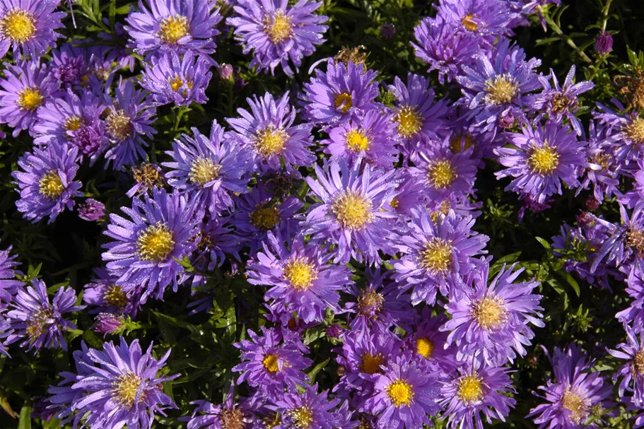 Aster dumosus 'Augenweide'