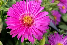 Aster dumosus 'Starlight'
