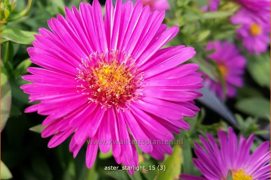 Aster dumosus 'Starlight'
