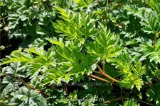 Aruncus aethusifolius