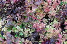 Aruncus aethusifolius