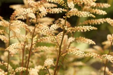 Aruncus aethusifolius
