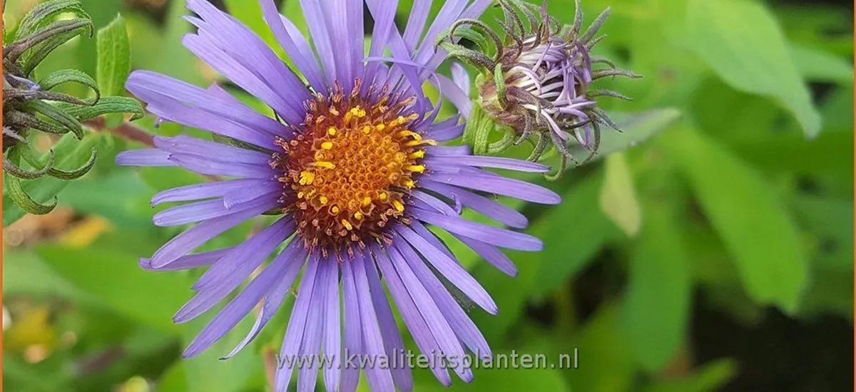 Aster novae-angliae 'Guido en Gezelle'