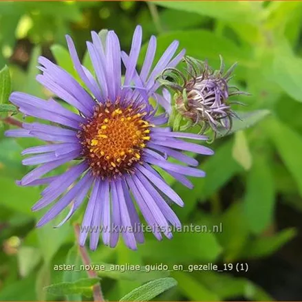 Aster novae-angliae 'Guido en Gezelle'