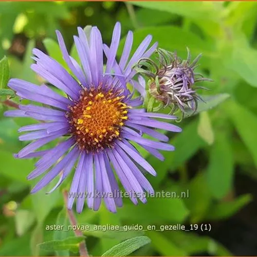 Aster novae-angliae 'Guido en Gezelle'