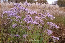 Aster tataricus