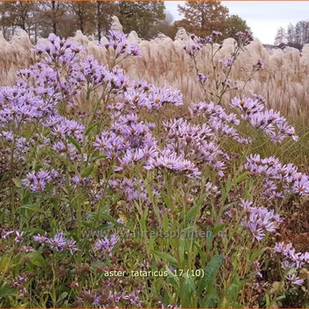 Aster tataricus