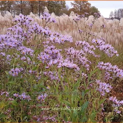 Aster tataricus
