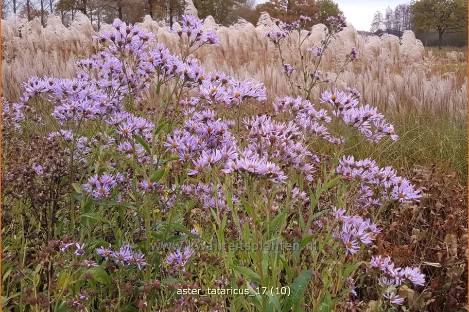 Aster tataricus