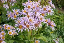Aster tataricus
