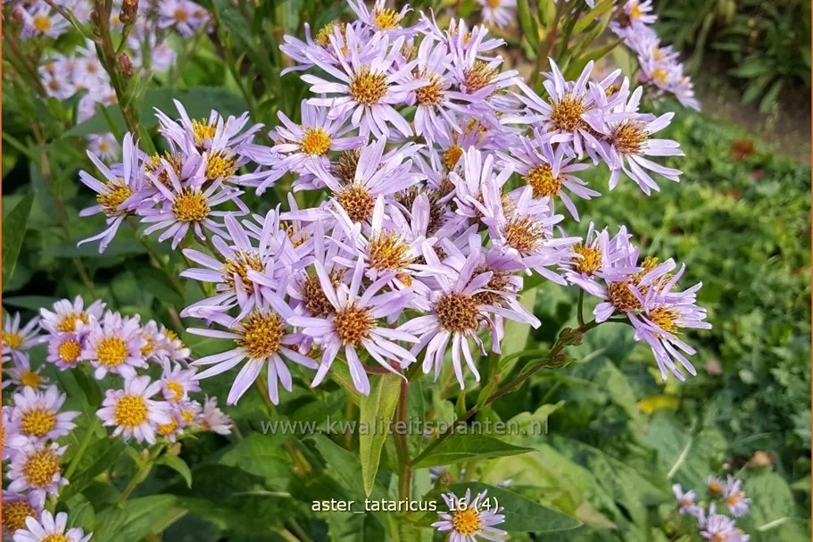 Aster tataricus