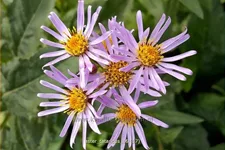 Aster tataricus