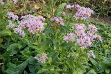 Aster tataricus