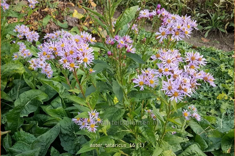 Aster tataricus