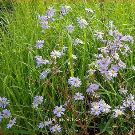 Aster azureus