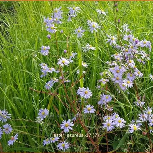 Aster azureus