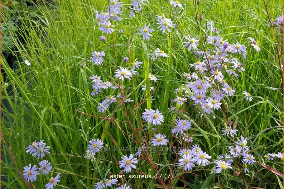 Aster azureus