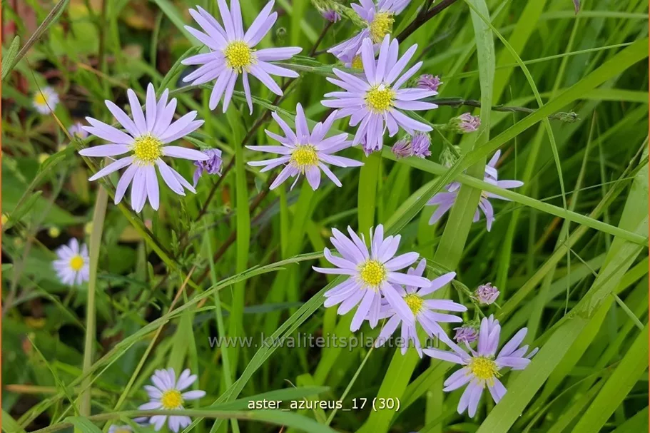 Aster azureus