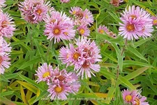 Aster novae-angliae 'Harrington´s Pink'