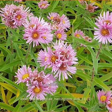Aster novae-angliae 'Harrington´s Pink'