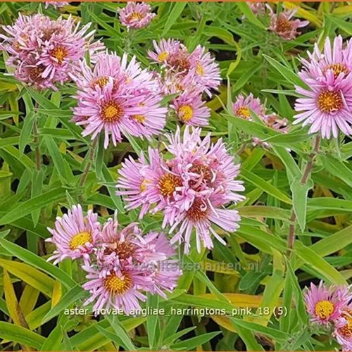 Aster novae-angliae 'Harrington´s Pink'
