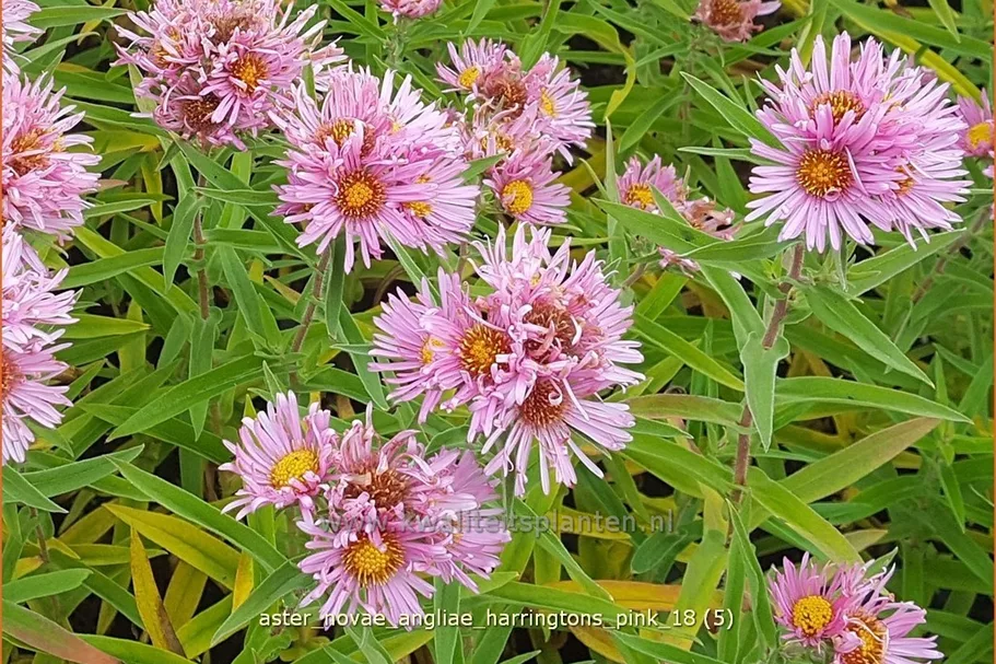 Aster novae-angliae 'Harrington´s Pink'