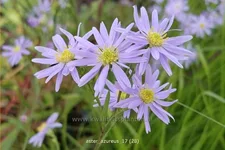 Aster azureus