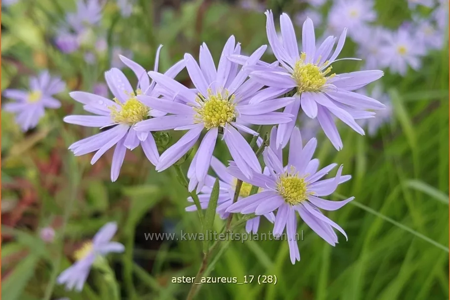 Aster azureus